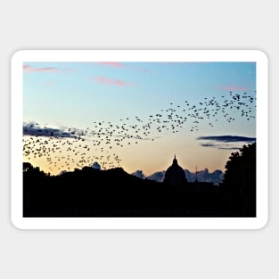 Murmuration Starlings Flock Birds Sunset Rome Italy Sticker